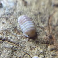 Cubaris panda king « pink »