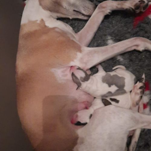 Whippet a réserver #1