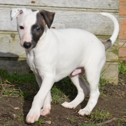 Whippet a réserver #2