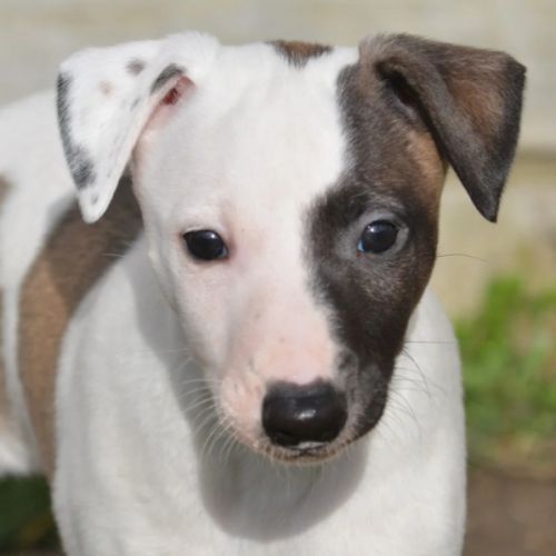 Whippet a réserver #0