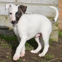 Whippet a réserver #2