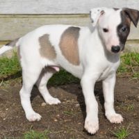 Whippet a réserver #3