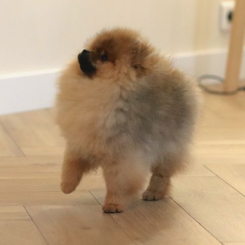 Pomeranian nain lof #0