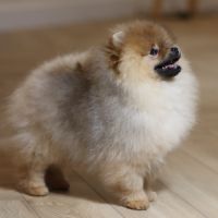 Pomeranian nain lof #2