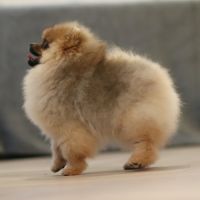 Pomeranian nain lof #3