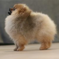Pomeranian nain lof #4