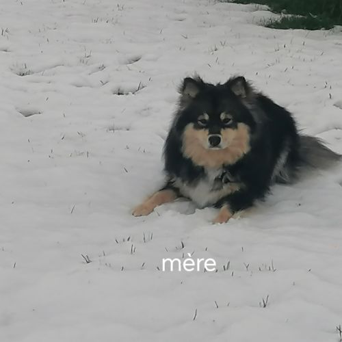 Vends chiots finnois de laponie mâles #3