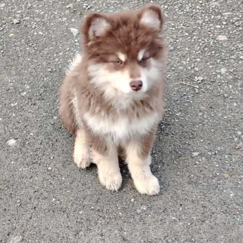 Vends chiots finnois de laponie mâles #2