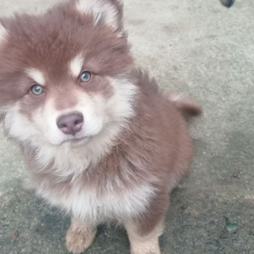 Vends chiots finnois de laponie mâles #6