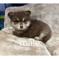 Vends chiots finnois de laponie mâles #1