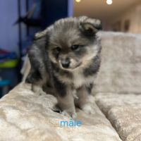 Vends chiots finnois de laponie mâles #0