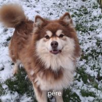 Vends chiots finnois de laponie mâles #4