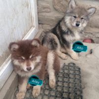 Vends chiots finnois de laponie mâles