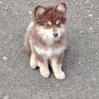 Vends chiots finnois de laponie mâles #2