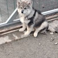 Vends chiots finnois de laponie mâles #3