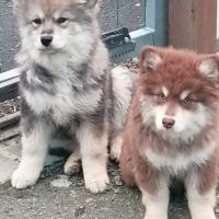 Vends chiots finnois de laponie mâles #5