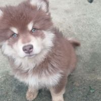 Vends chiots finnois de laponie mâles #6