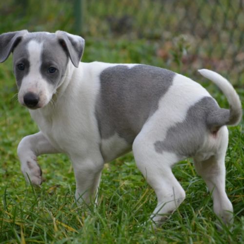 Whippet a réserver #1