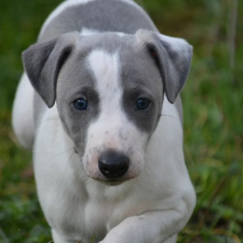 Whippet a réserver #0