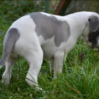 Whippet a réserver #2