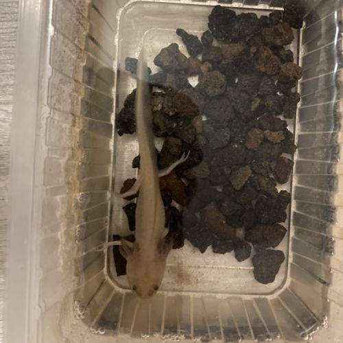 À vendre axolotl ( couleur sauvage) #0