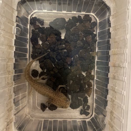 À vendre axolotl ( couleur sauvage) #2