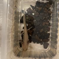 À vendre axolotl ( couleur sauvage)