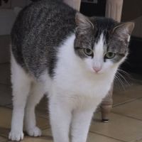 Chat oulia à l adoption