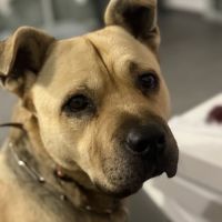 Chien rox à l adoption