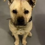 Chien rox à l adoption #2