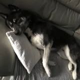 Chien newton à l adoption #4