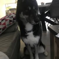 Chien newton à l adoption