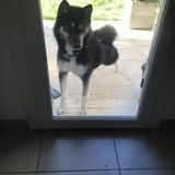 Chien newton à l adoption #5