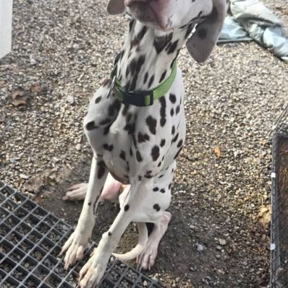 Chien topaze à l adoption #0