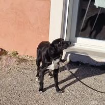 Chien lola à l adoption #2