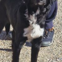 Chien lola à l adoption #0