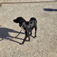 Chien lola à l adoption #3