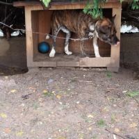 Chien simba à l adoption