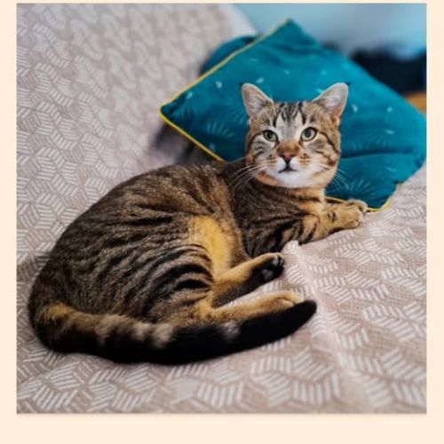 Chat nougat à l adoption