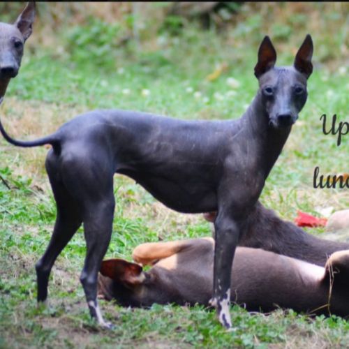 Jeune femelle nue du perou #0