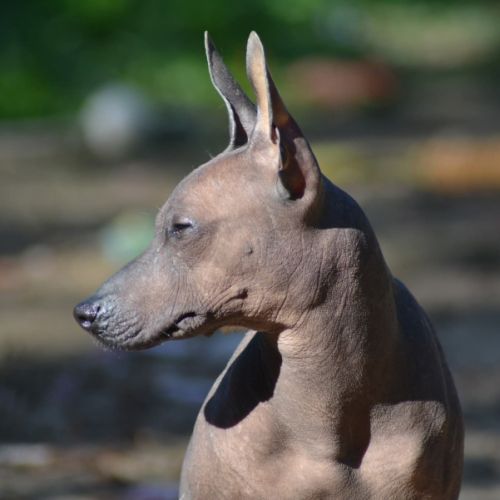 Femelle nue du perou #4