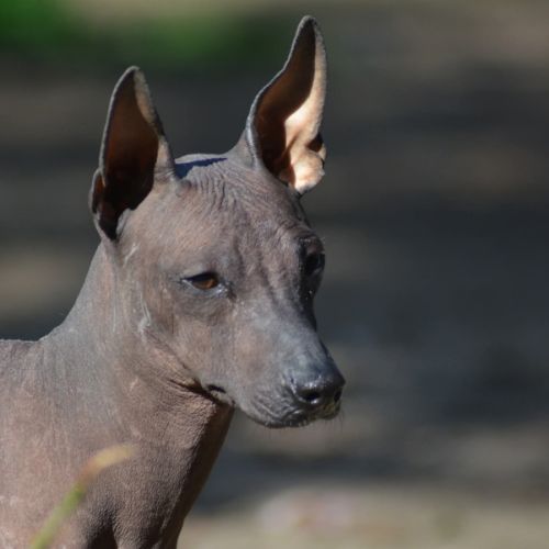 Femelle nue du perou #0