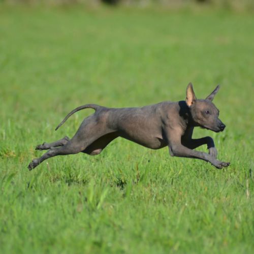 Femelle nue du perou #6