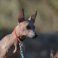 Femelle nue du perou #1