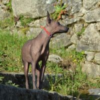 Femelle nue du perou #2