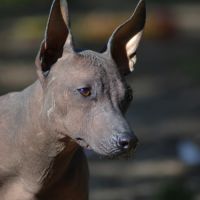 Femelle nue du perou #3