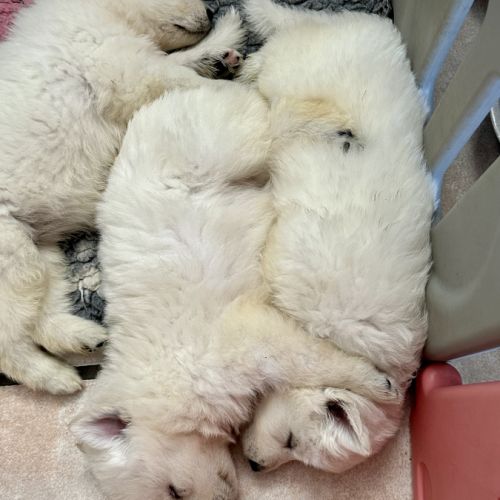 Chiots de race berger blanc suisse #1