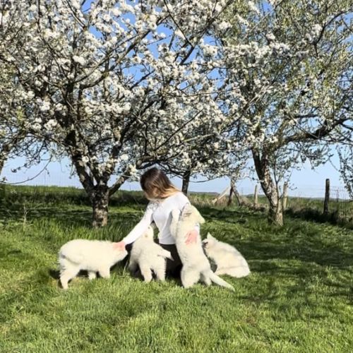 Chiots de race berger blanc suisse #0