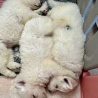 Chiots de race berger blanc suisse #1