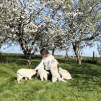 Chiots de race berger blanc suisse